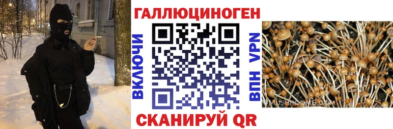 закладка  Сосногорск  Псилоцибиновые грибы Psilocybe 